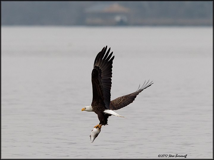 _2SB2518 american bald eagle with fish.jpg